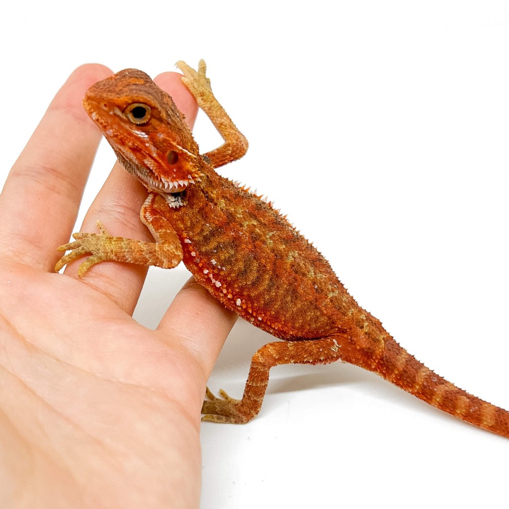 Pogona vitticeps FEMELLE "Hypo red transculent" - Agame barbu