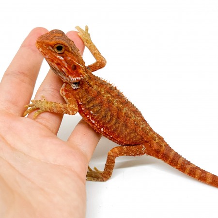 Pogona vitticeps FEMELLE "Hypo red transculent" - Agame barbu