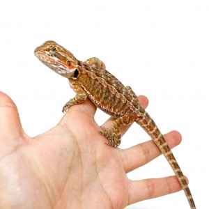 Pogona vitticeps MÂLE...
