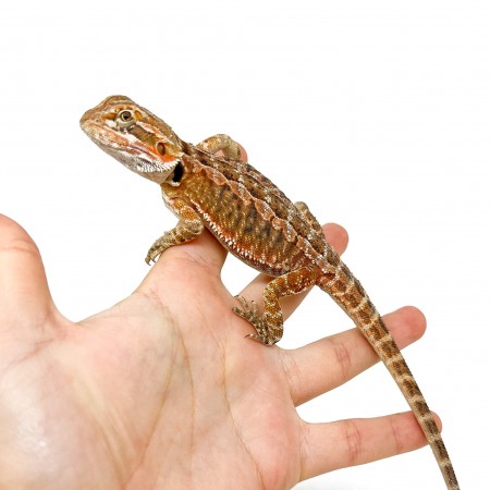 Pogona vitticeps MÂLE "Leather Back" - Agame barbu