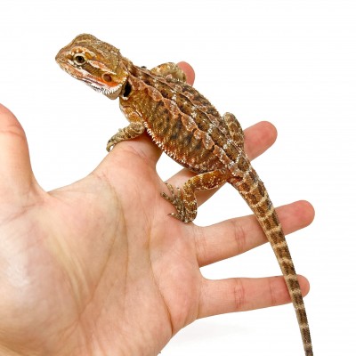 Pogona vitticeps MÂLE "Leather Back" - Agame barbu