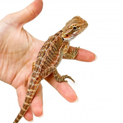 Pogona vitticeps MÂLE "Leather Back" - Agame barbu