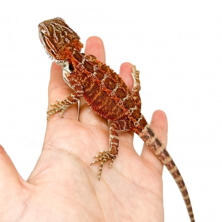 Pogona vitticeps FEMELLE "High red" - Agame barbu