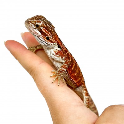 Pogona vitticeps FEMELLE "High red" - Agame barbu