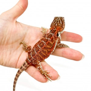 Pogona vitticeps FEMELLE...