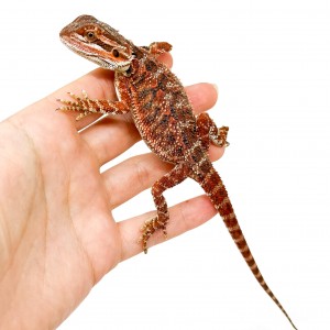 Pogona vitticeps FEMELLE...