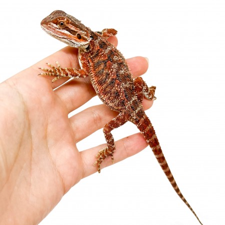 Pogona vitticeps FEMELLE "High red" - Agame barbu