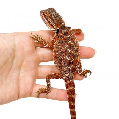 Pogona vitticeps FEMELLE "High red" - Agame barbu