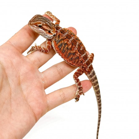 Pogona vitticeps MÂLE "High red" - Agame barbu