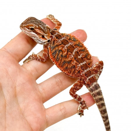 Pogona vitticeps MÂLE "High red" - Agame barbu