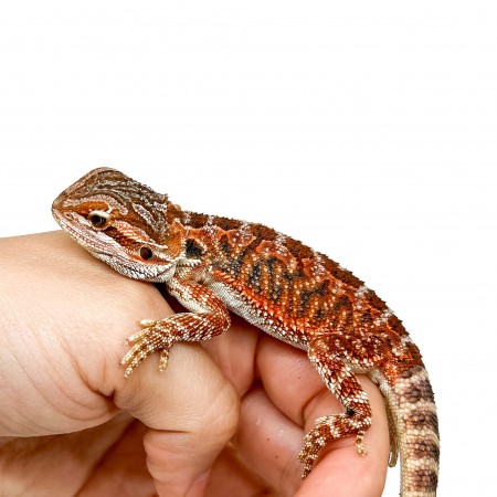 Pogona vitticeps MÂLE "High red" - Agame barbu
