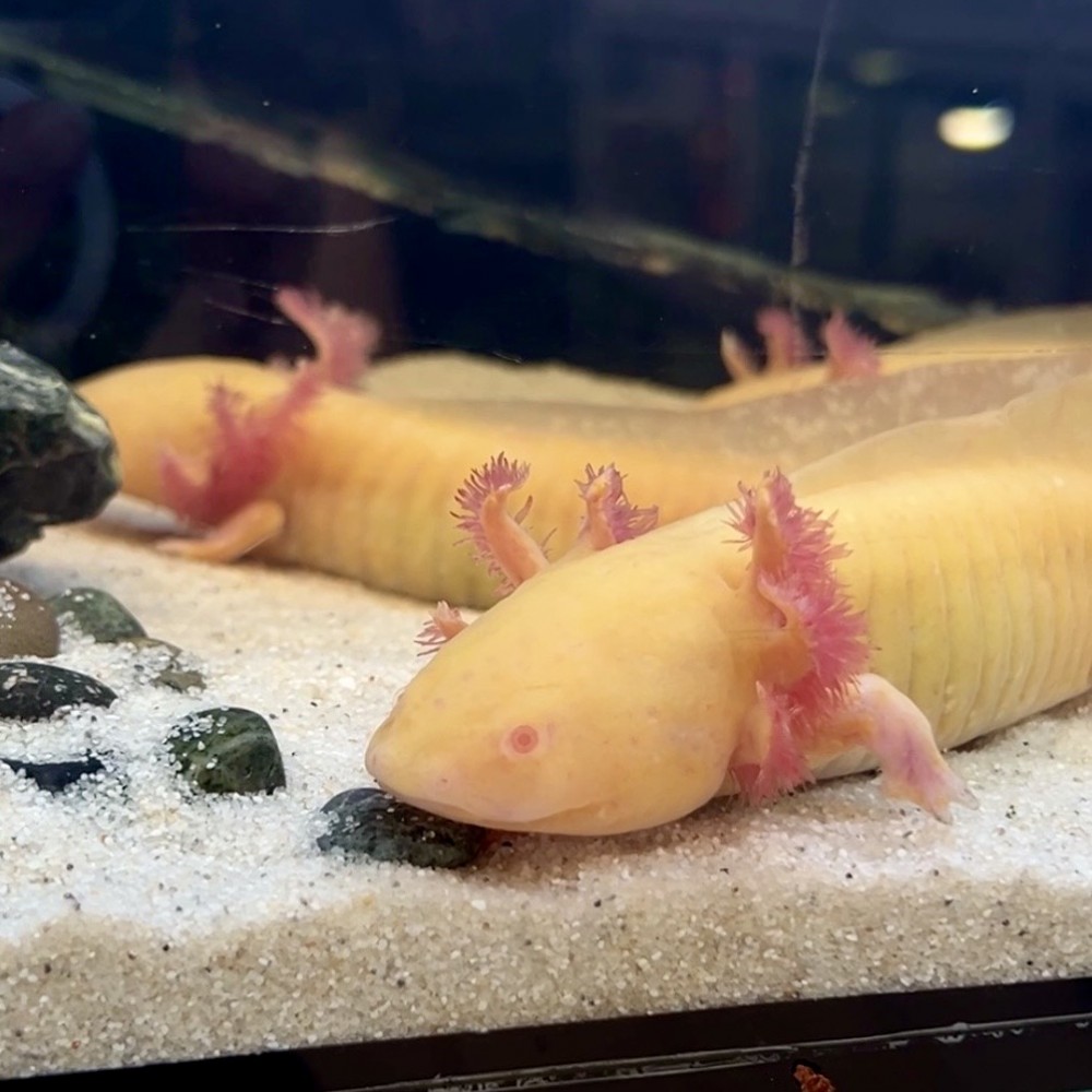 Ambystoma mexicanum - Axolotl