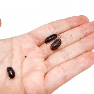 Armadillidium vulgare - x5...