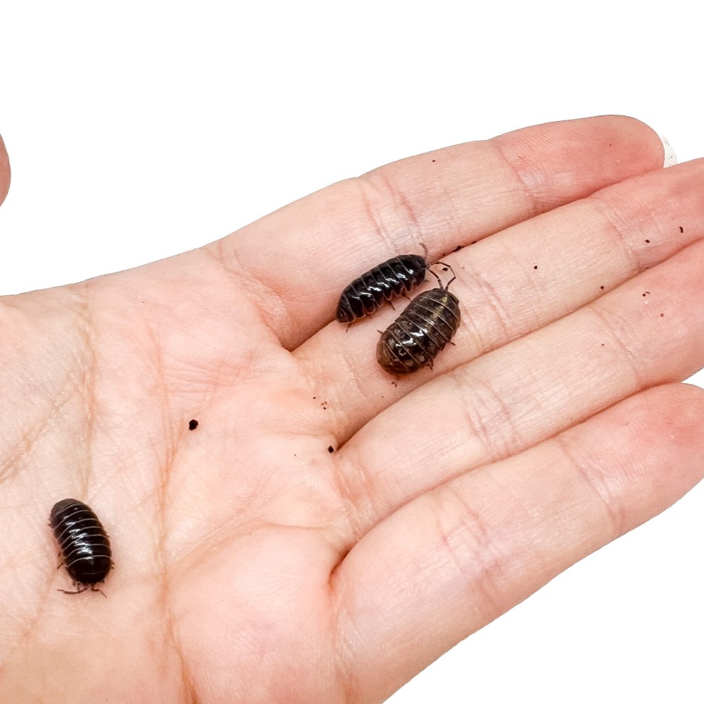Armadillidium vulgare - x5 Cloportes