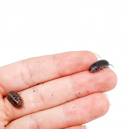 Armadillidium vulgare - x5 Cloportes
