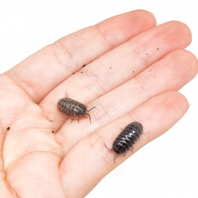 Armadillidium vulgare - x5 Cloportes