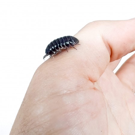 Armadillidium vulgare - x5 Cloportes