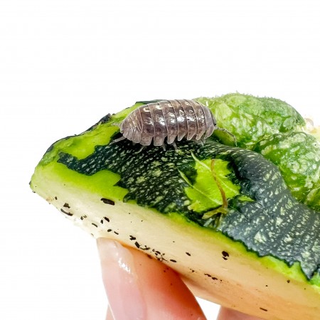 Armadillidium vulgare - x5 Cloportes