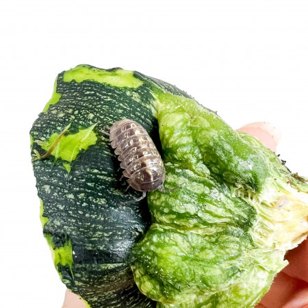 Armadillidium vulgare - x5 Cloportes