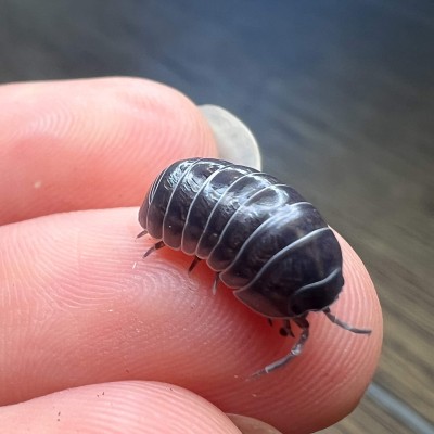 Armadillidium vulgare - x5 Cloportes