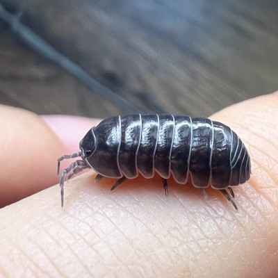 Armadillidium vulgare - x5 Cloportes