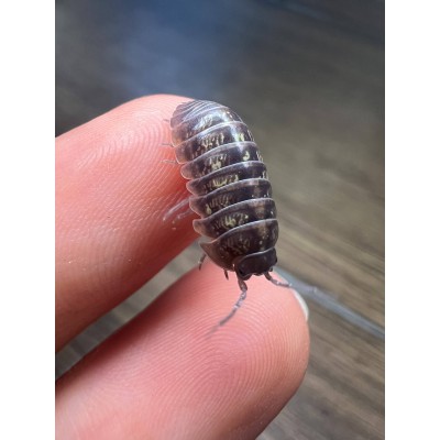 Armadillidium vulgare - x5 Cloportes