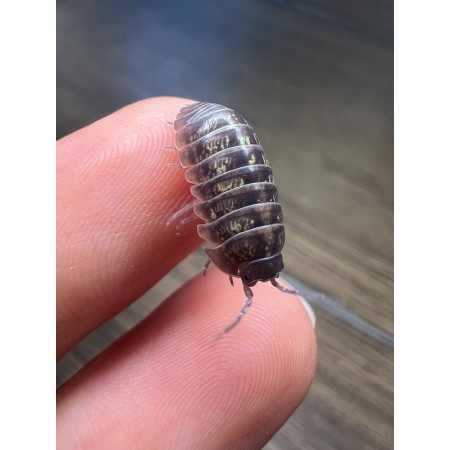 Armadillidium vulgare - x5 Cloportes