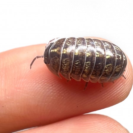 Armadillidium vulgare - x5 Cloportes