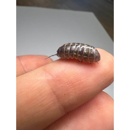 Armadillidium vulgare - x5 Cloportes