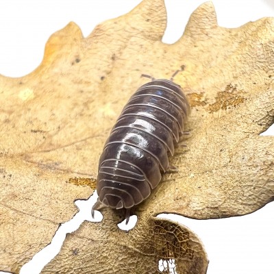 Armadillidium vulgare - x5 Cloportes