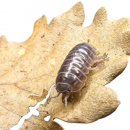 Armadillidium vulgare - x5 Cloportes