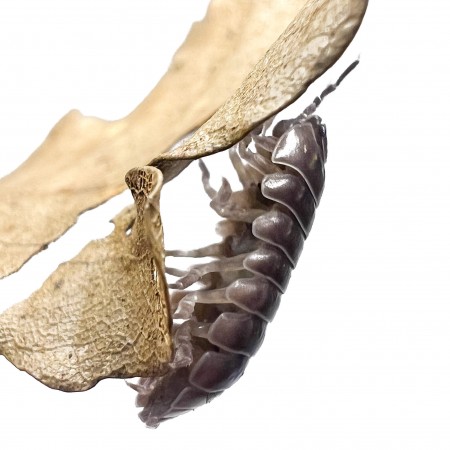 Armadillidium vulgare - x5 Cloportes