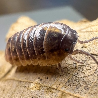 Armadillidium vulgare - x5 Cloportes