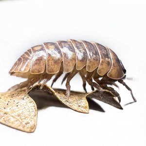 Armadillidium vulgare - x5...