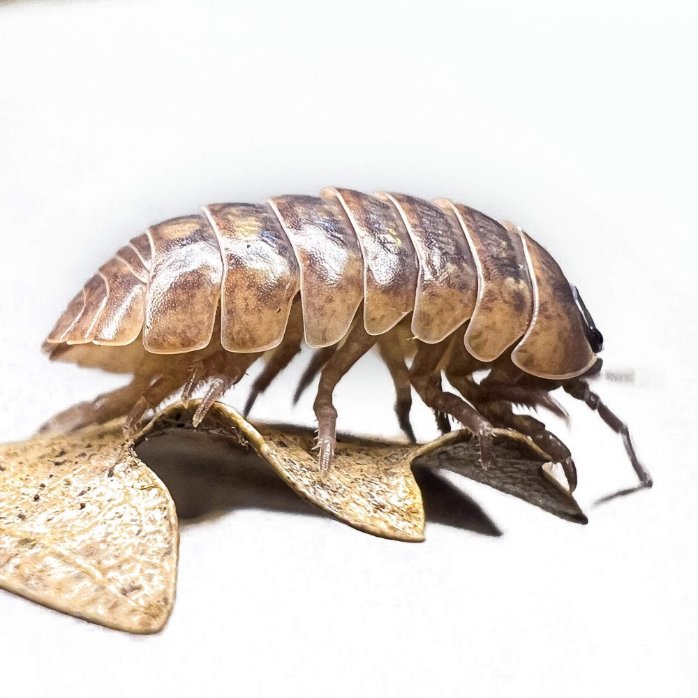 Armadillidium vulgare - x5 Cloportes