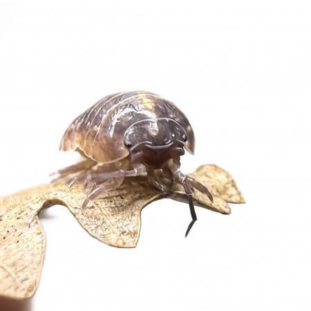 Armadillidium vulgare - x5 Cloportes