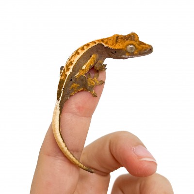Correlophus ciliatus "Pinstripe" JEUNE - Gecko à crête