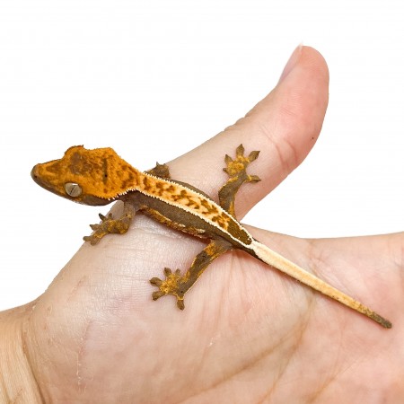 Correlophus ciliatus "Pinstripe" JEUNE - Gecko à crête