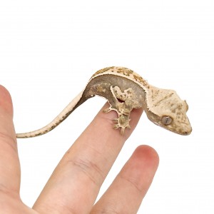 Correlophus ciliatus "Cream...