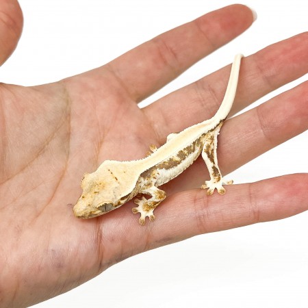 Correlophus ciliatus "Lilly White" (Juvénile GRADE A) - Gecko à crête