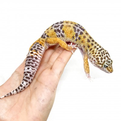 Eublepharis macularius "Hypo tangerine" - Gecko léopard