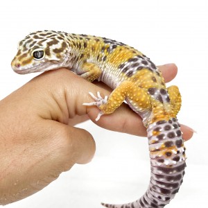 Eublepharis macularius...