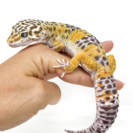 Eublepharis macularius "Hypo tangerine" - Gecko léopard