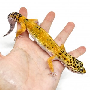 Eublepharis macularius...