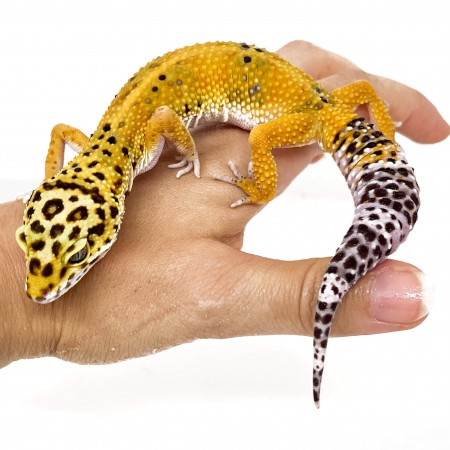 Eublepharis macularius "Hypo tangerine" - Gecko léopard