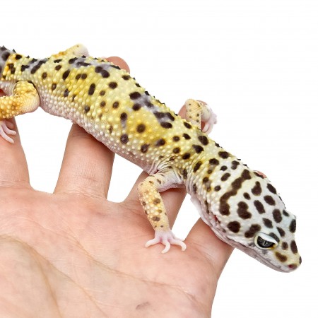 Eublepharis macularius "High yellow" - Gecko léopard