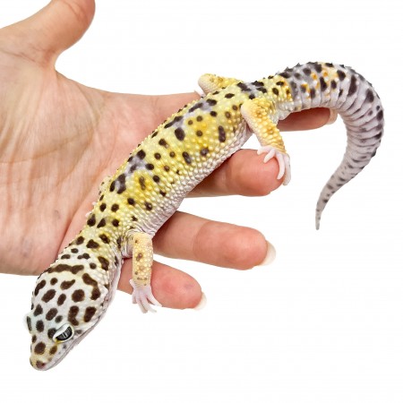 Eublepharis macularius "High yellow" - Gecko léopard