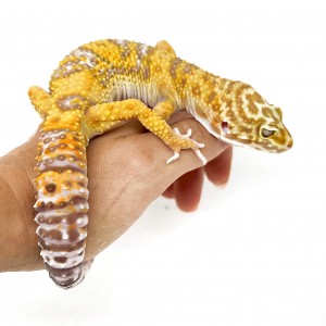 Eublepharis macularius...
