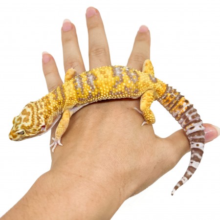 Eublepharis macularius "Tremper albinos" - Gecko léopard