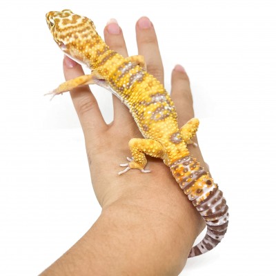 Eublepharis macularius "Tremper albinos" - Gecko léopard